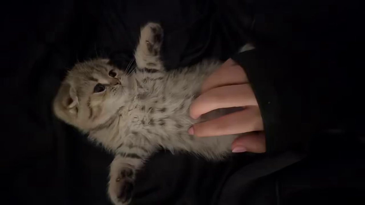 kitten belly rubs