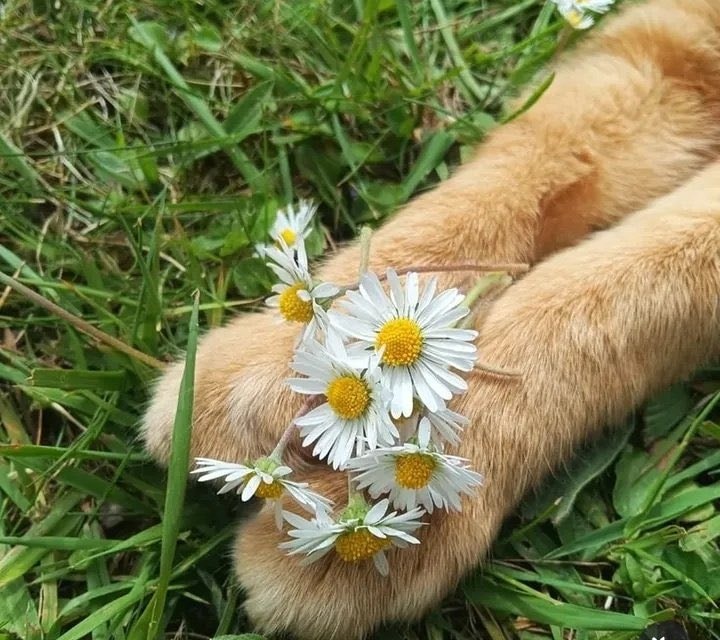 Orange cat rose spring 🌼 (photo 2 of 4)