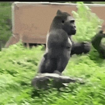 Gorilla standing upright on a rock