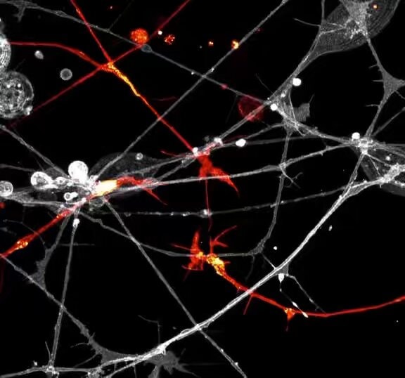 Neurons rewiring through thought