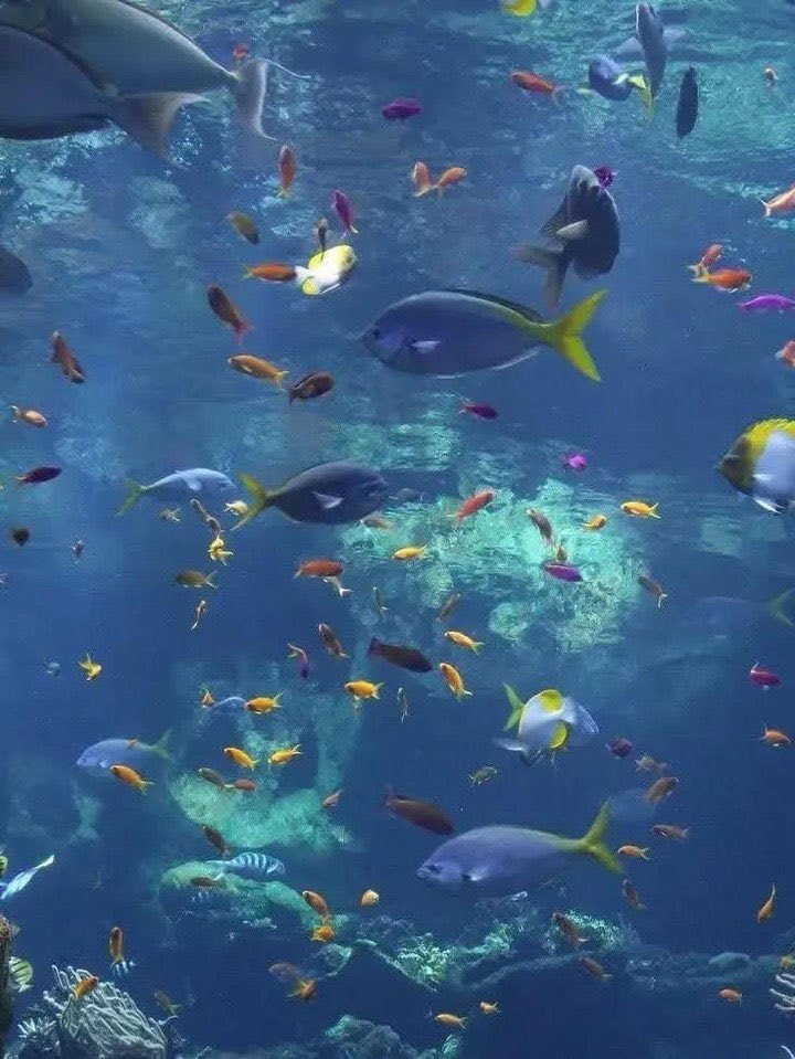 Colorful fish in vibrant underwater scene (photo 1 of 4)