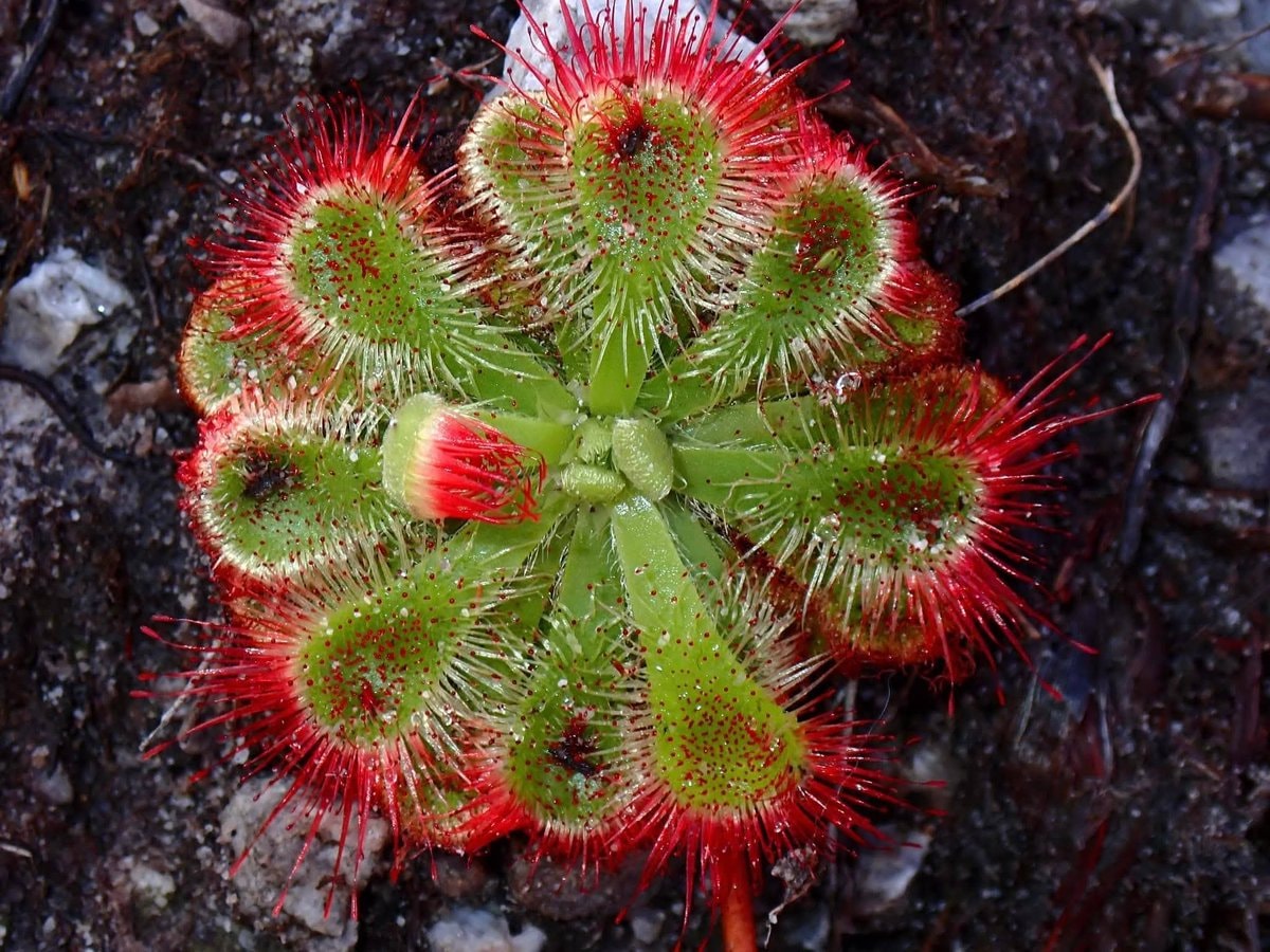 Pitcher plant with red-rimmed blooms (photo 2 of 3)