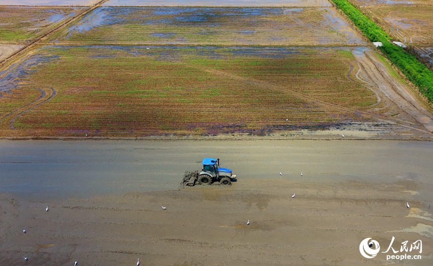 Jiangxi rice field plowing (photo 3 of 4)