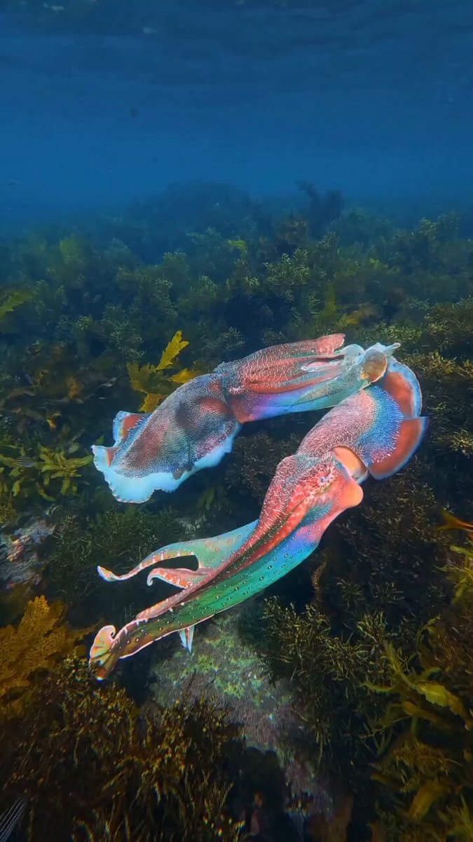 Cuttlefish light show Cabbage Tree Bay