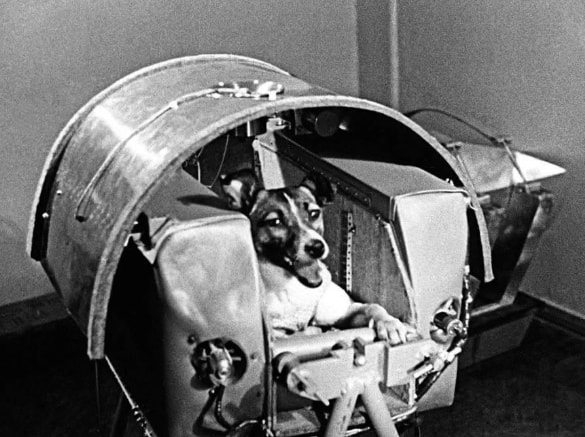 Laika first dog in space 1957