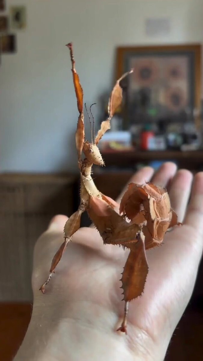 spiny leaf insect Australia