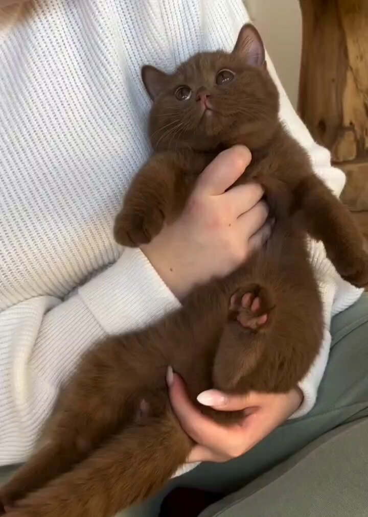Fluffy brown kitten in a white sweater