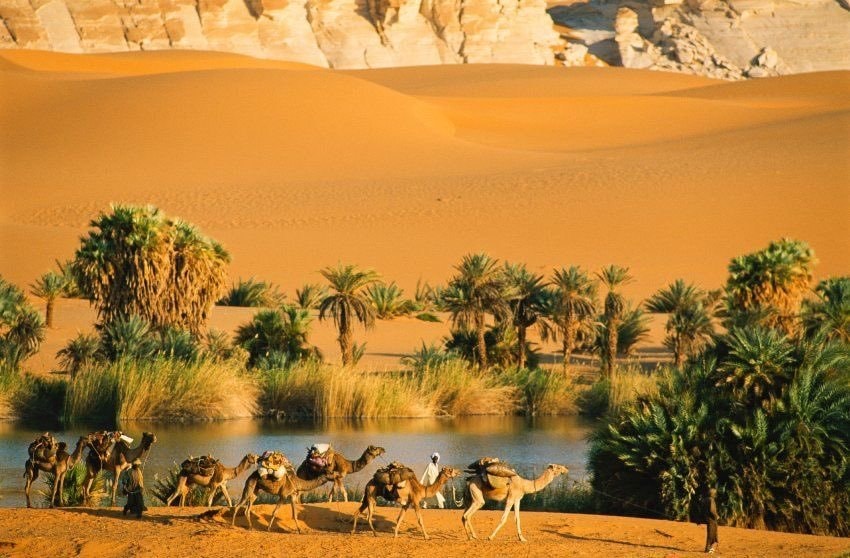 libya desert oasis camels (photo 4 of 4)