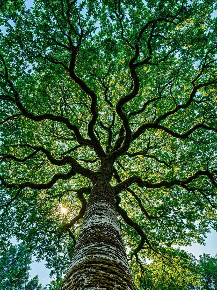 Hallerbos Forest tree Hallerbos Forest tree