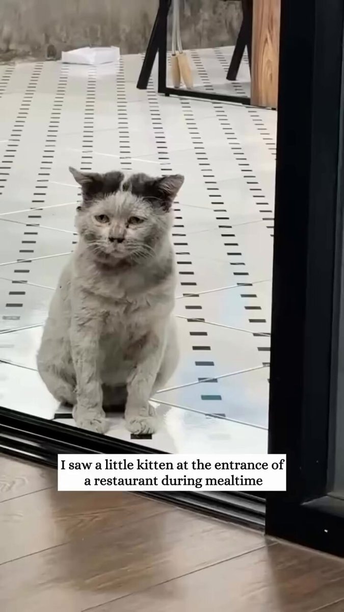 stray cat adoption stray cat adoption