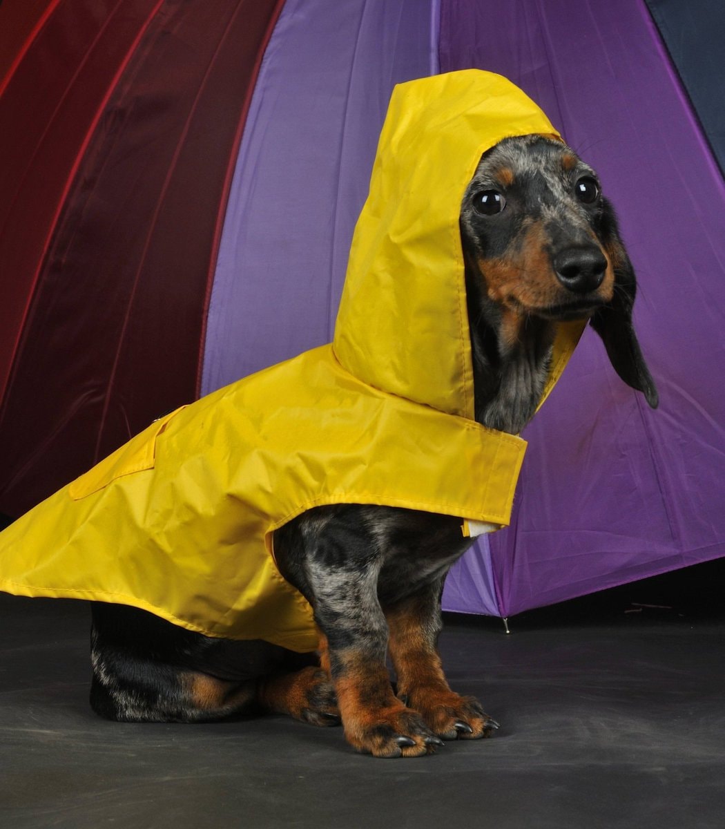 International Dog Day (photo 2 of 2)