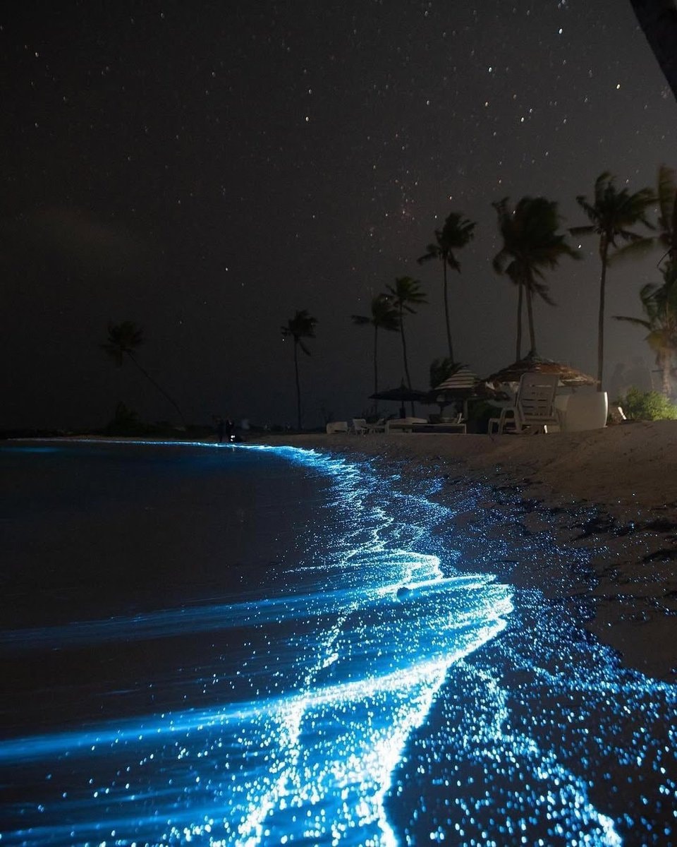 bioluminescent beach night (photo 2 of 4)