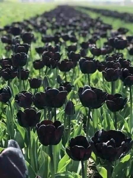 Black tulips (photo 2 of 2)