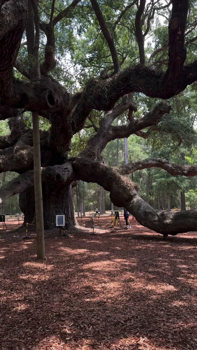 Angel Oak tree South Carolina