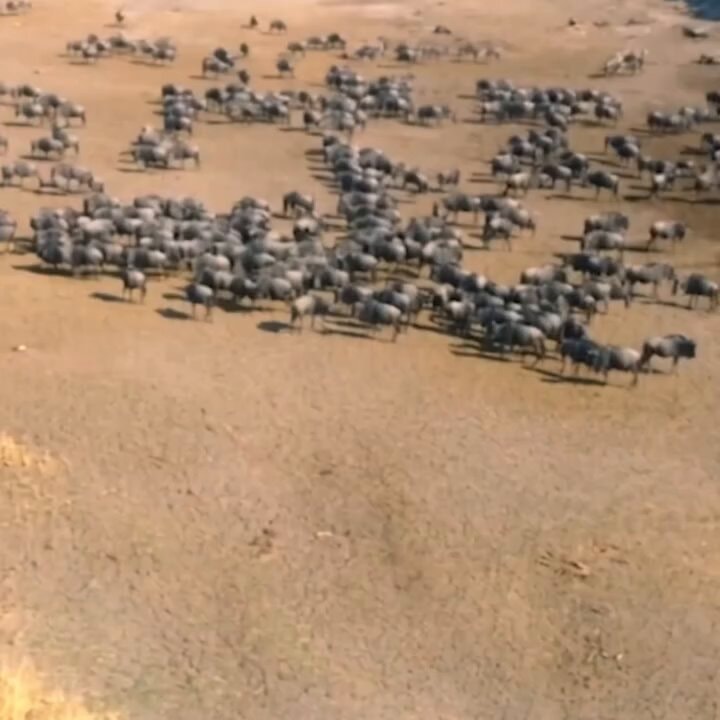 lioness hunting wildebeest