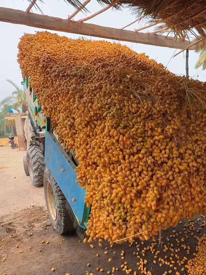 Date Harvest Process