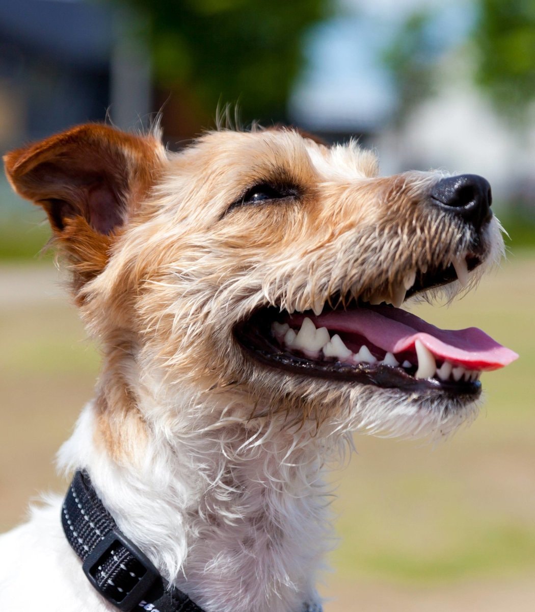 Jack Russell Terrier mix happy grin
