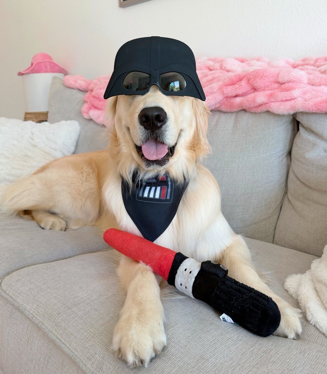 Owner quits job for dog Vader (photo 2 of 2) Owner quits job for dog Vader (photo 2 of 2)