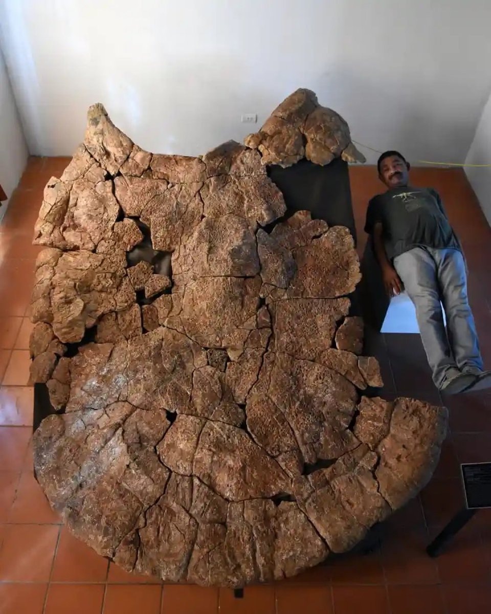Prehistoric freshwater turtles northern South America
