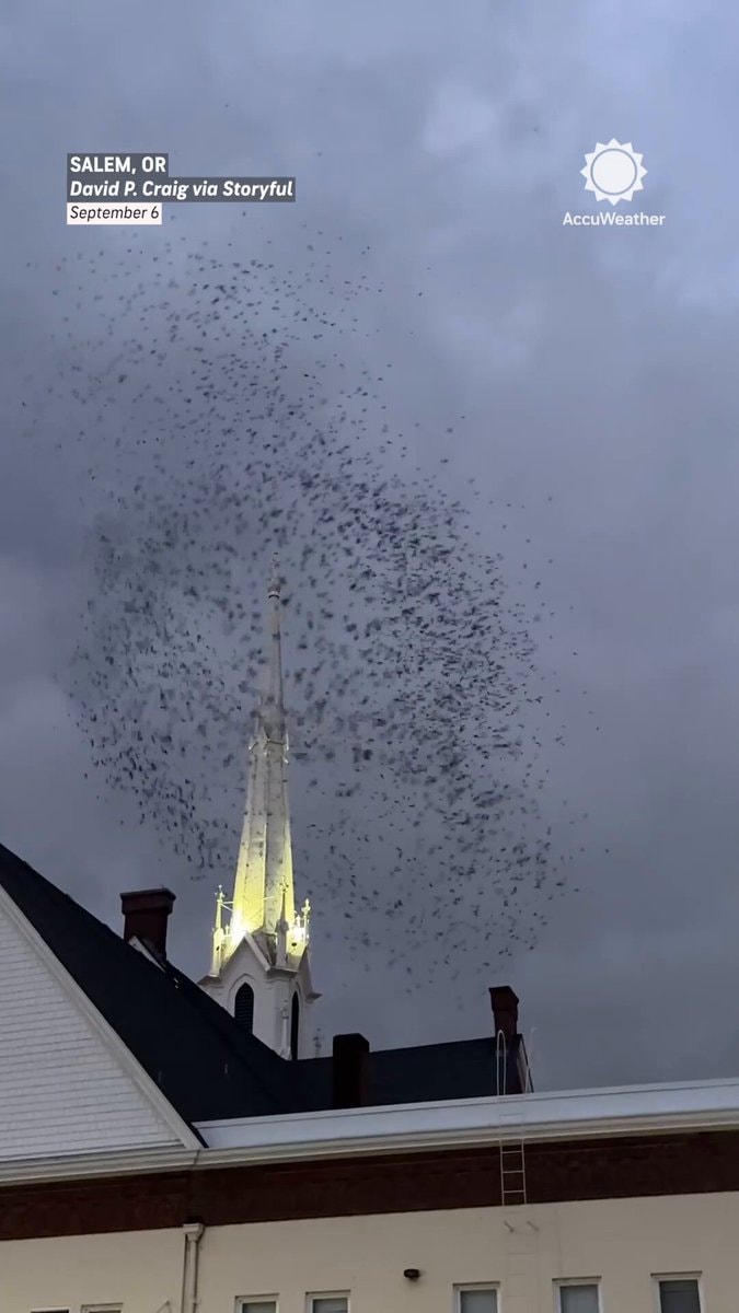 Bird tornado over Salem Oregon