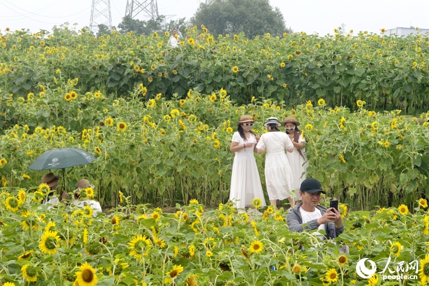 Beili Park sunflowers (photo 4 of 4)