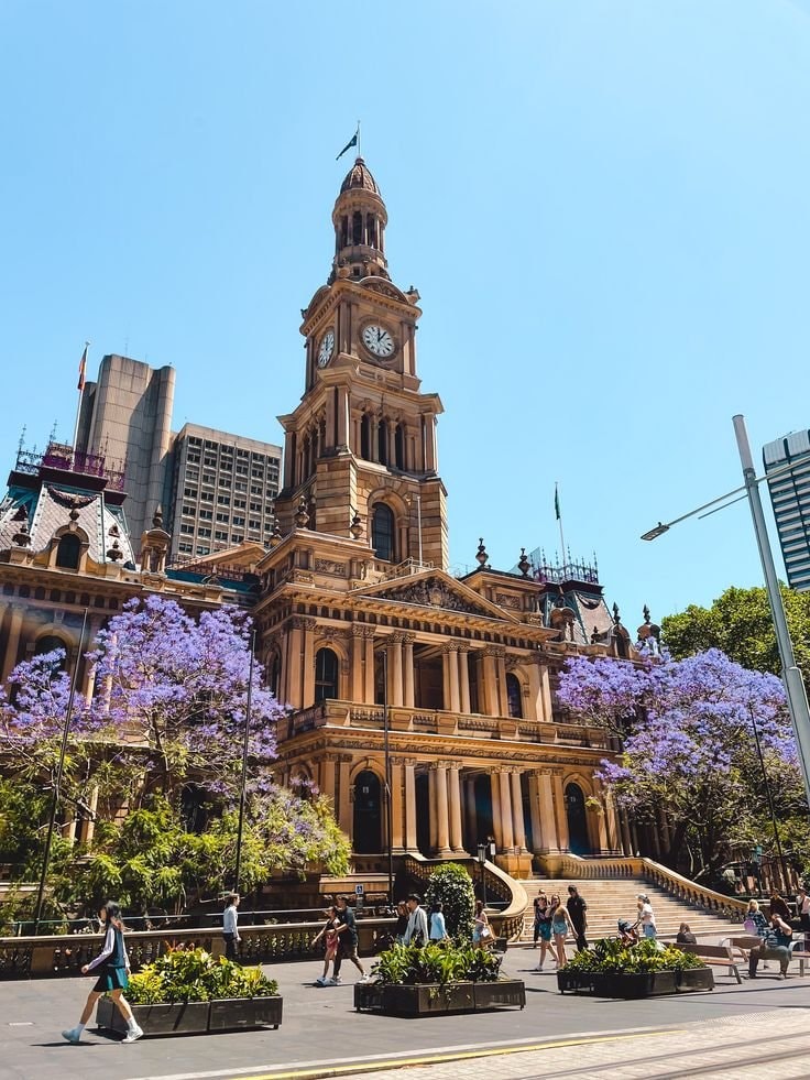 Sydney jacaranda season