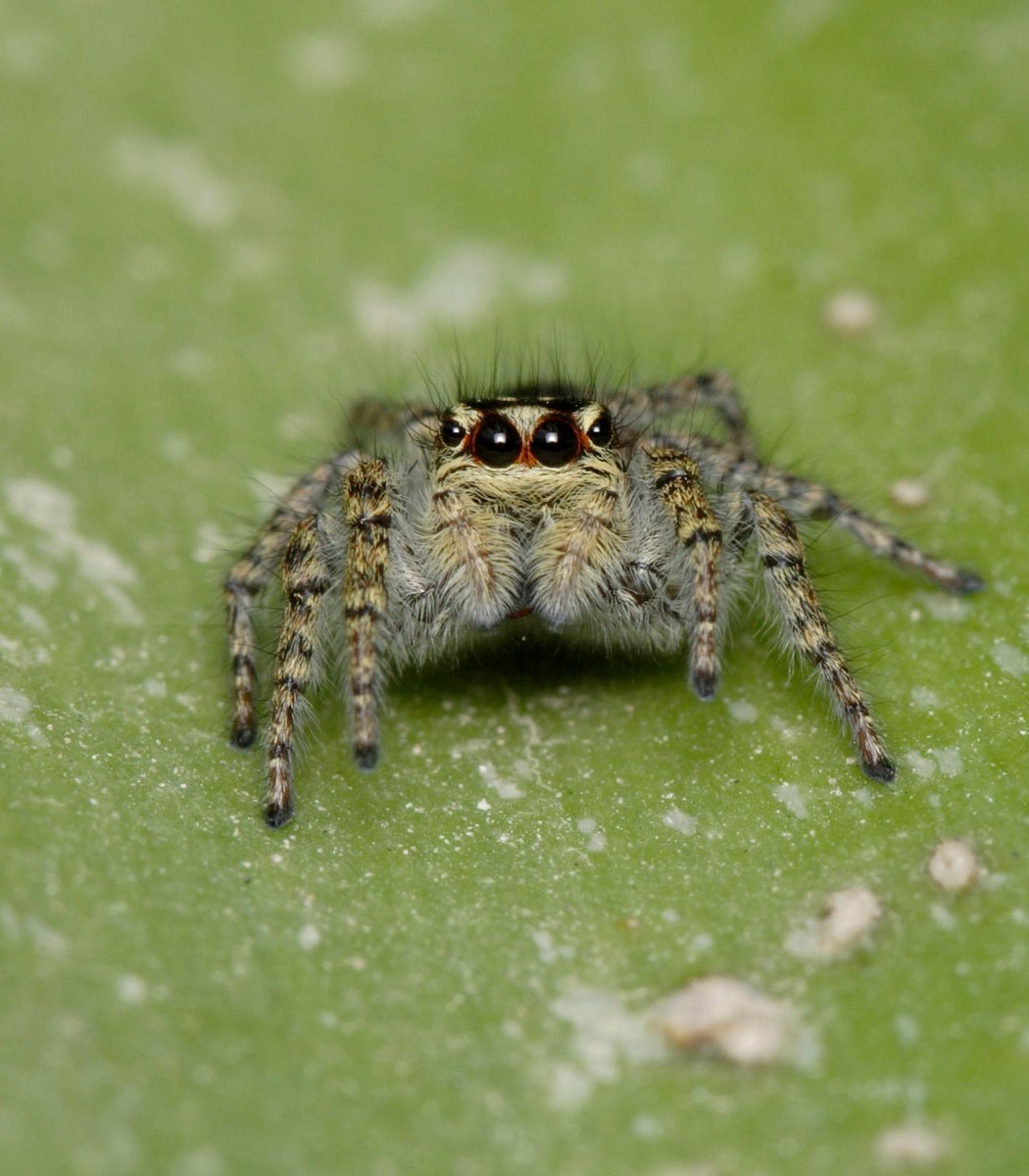 Jumping spiders as house pets (photo 4 of 4)