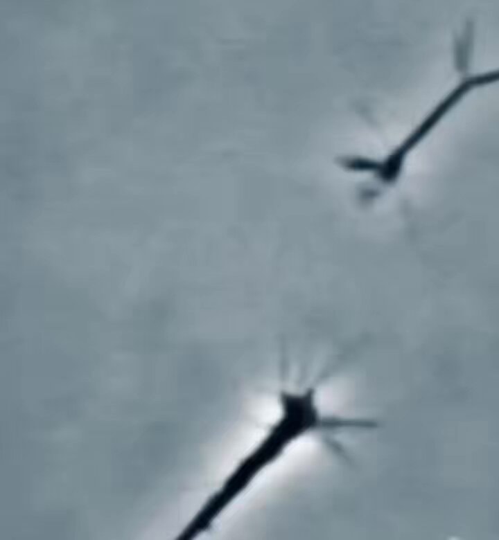 neurons and gaps separation