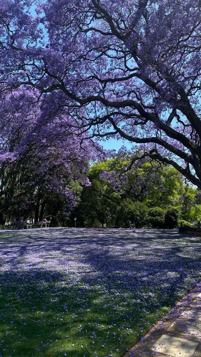 jacaranda tree purple bloom (photo 2 of 2)