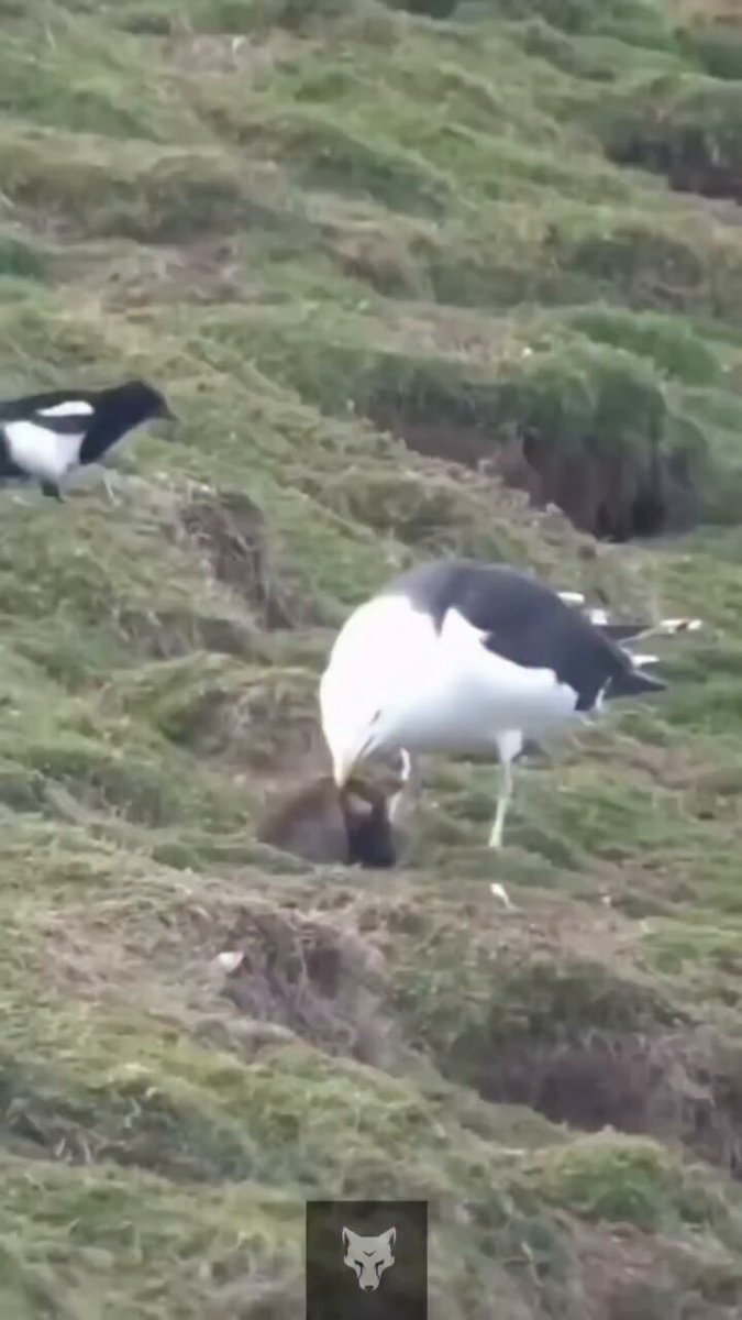 Seagull preying on small animal
