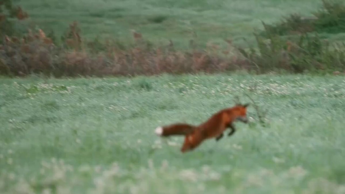 fox mid-leap