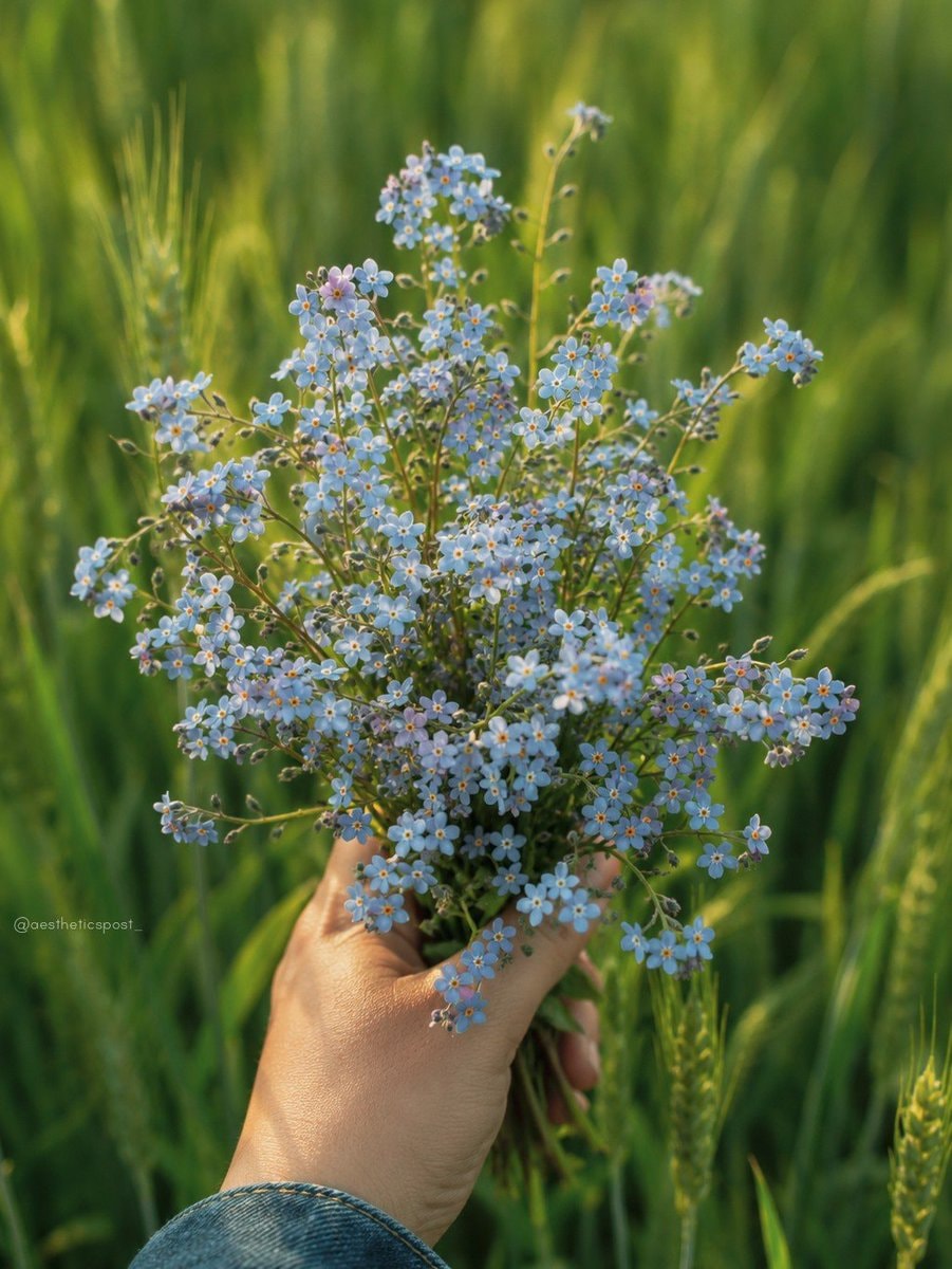 Forget-me-not flowers (photo 1 of 2)