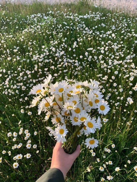 daisy bouquet sunset field (photo 2 of 2)