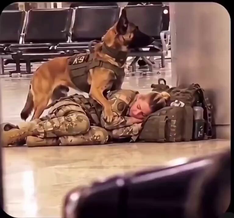 military dog protecting sleeping soldier