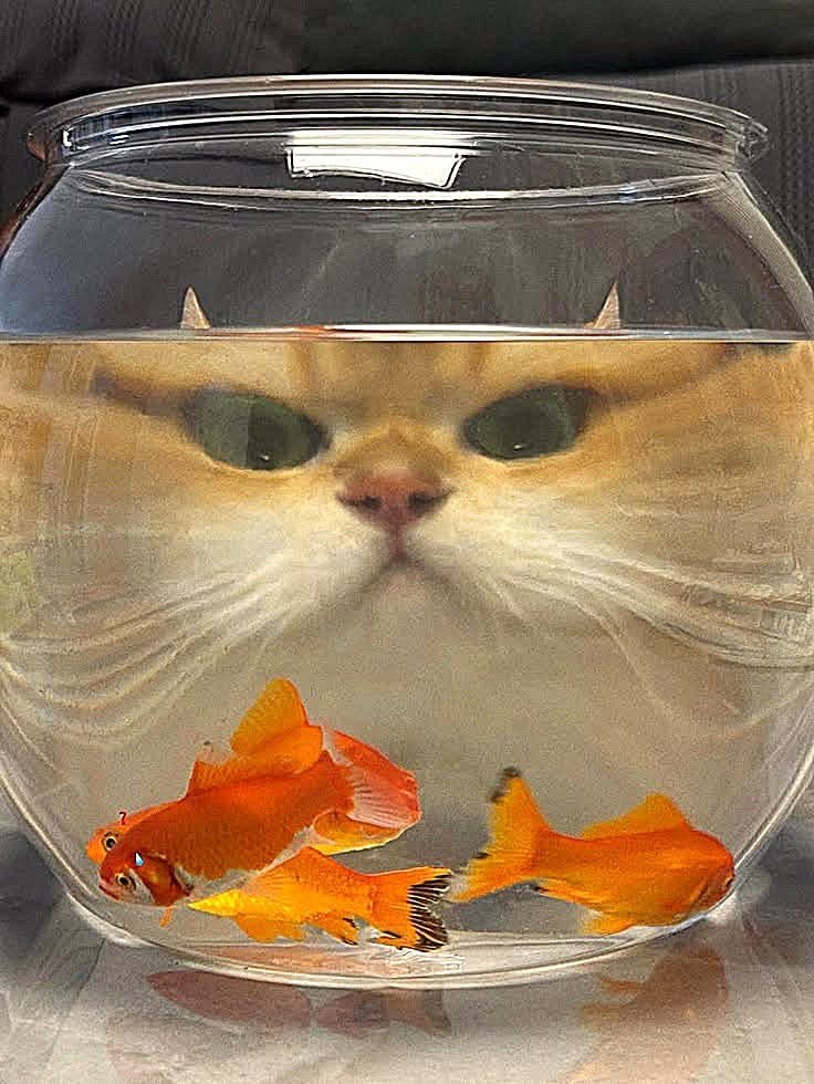Cat watching goldfish (photo 2 of 2)