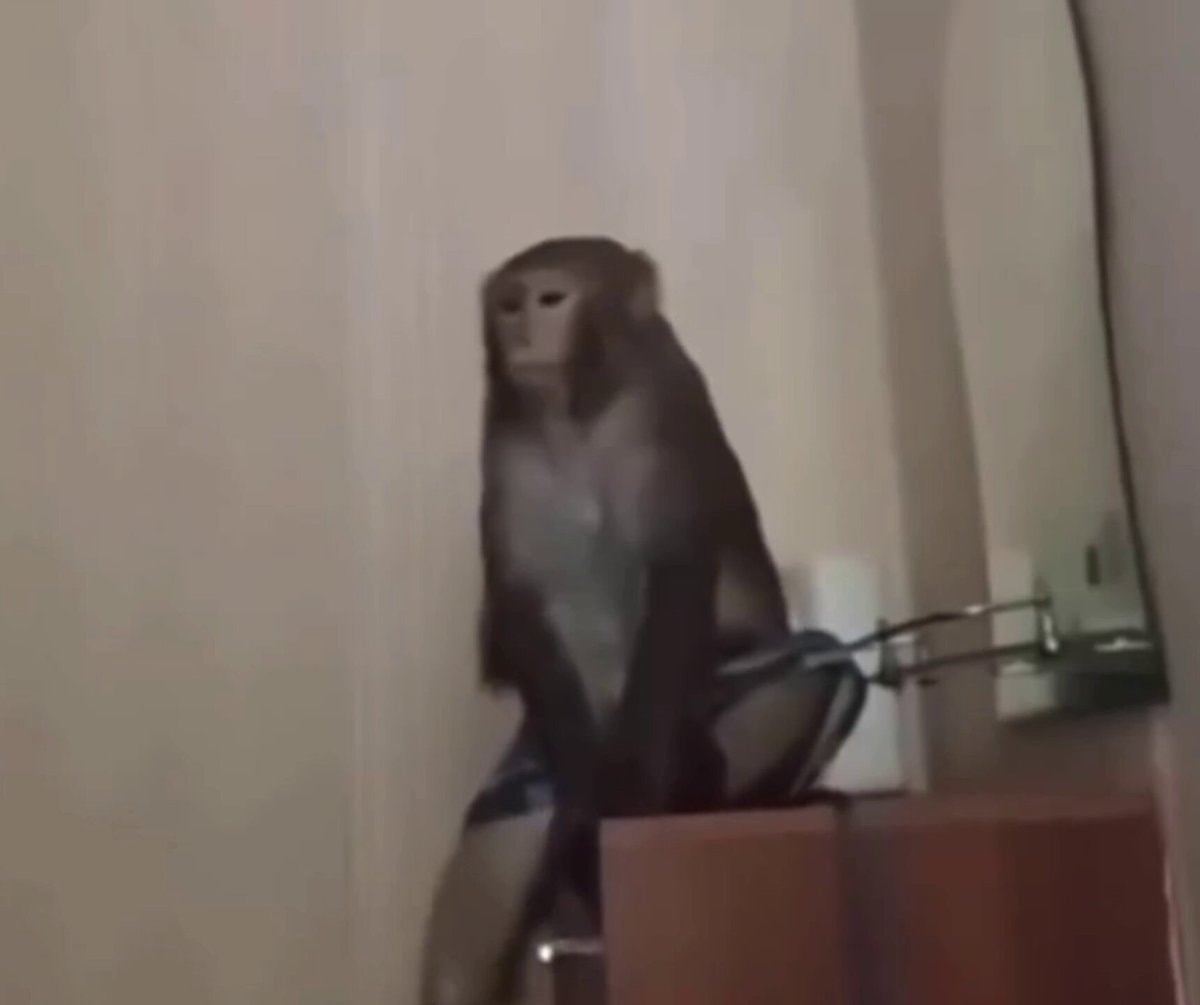 Monkey on dresser shorts 2026
