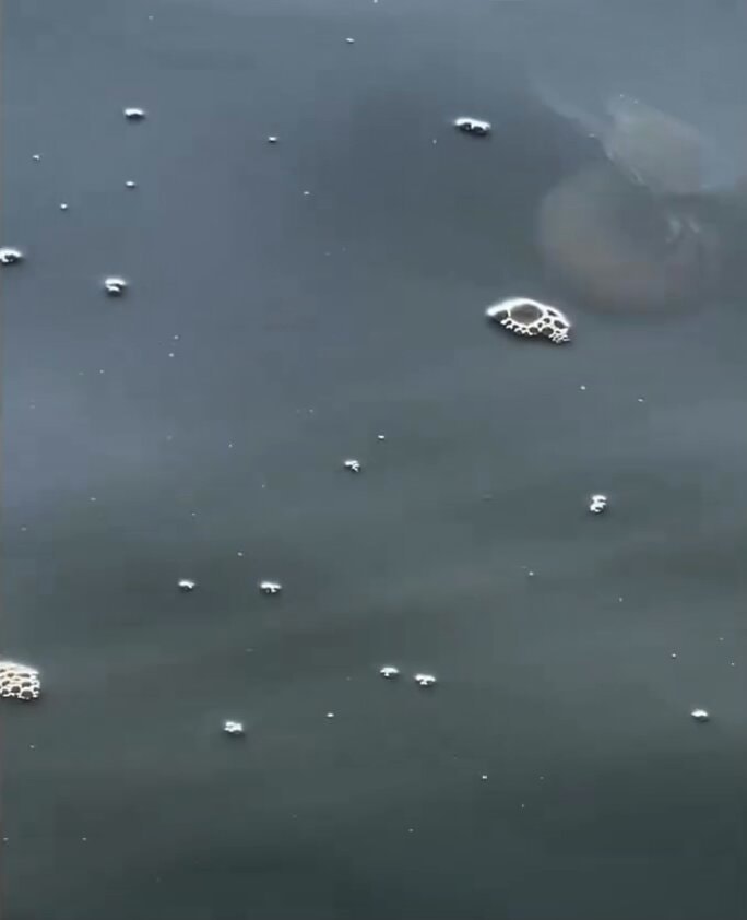 Crab riding a jellyfish