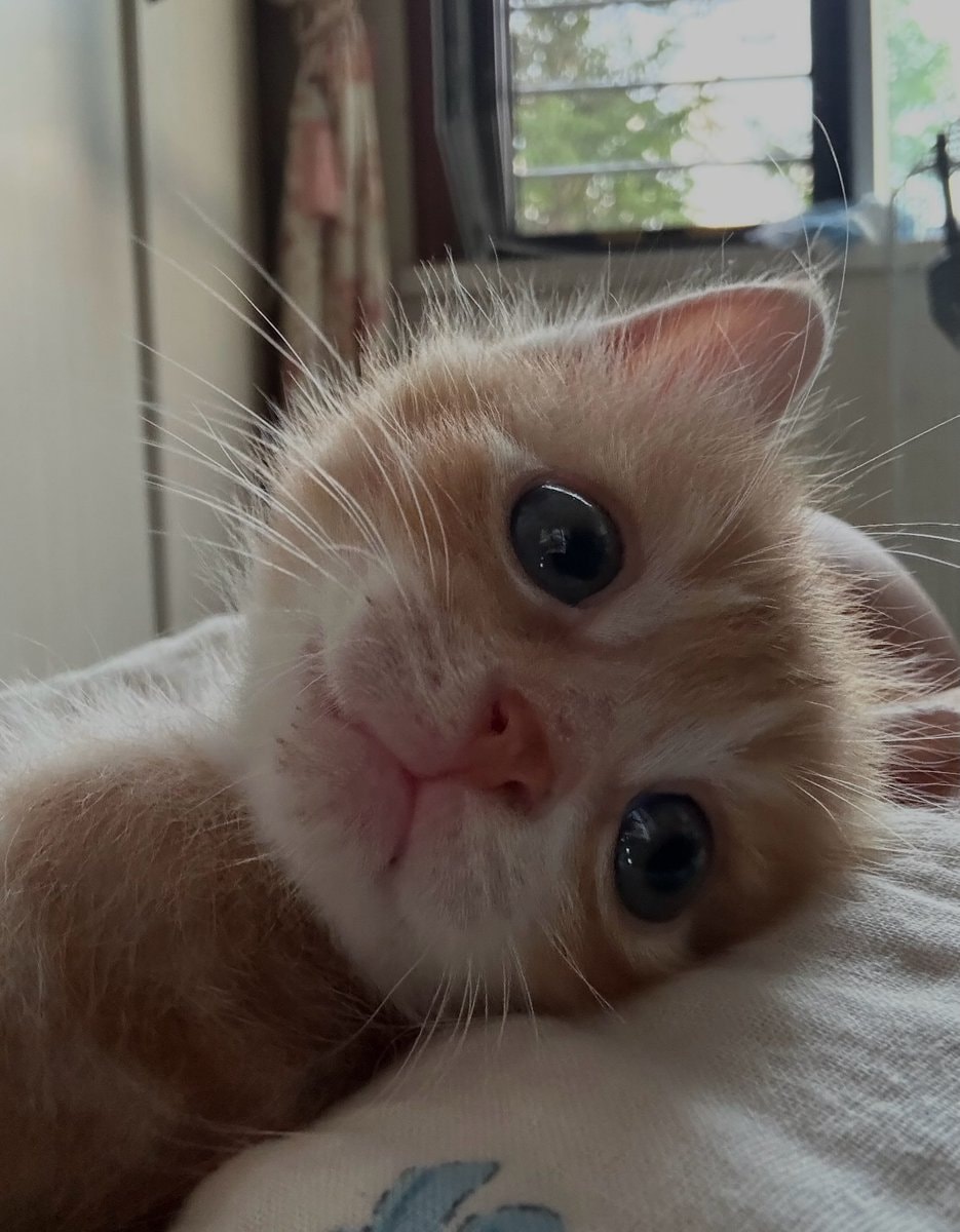 adorable ginger kitten looking at camera