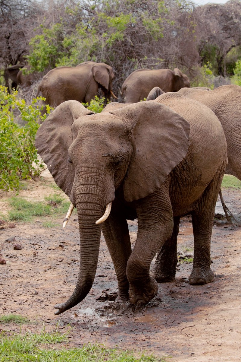 Julie elephant Portugal sanctuary mud bath (photo 2 of 2)