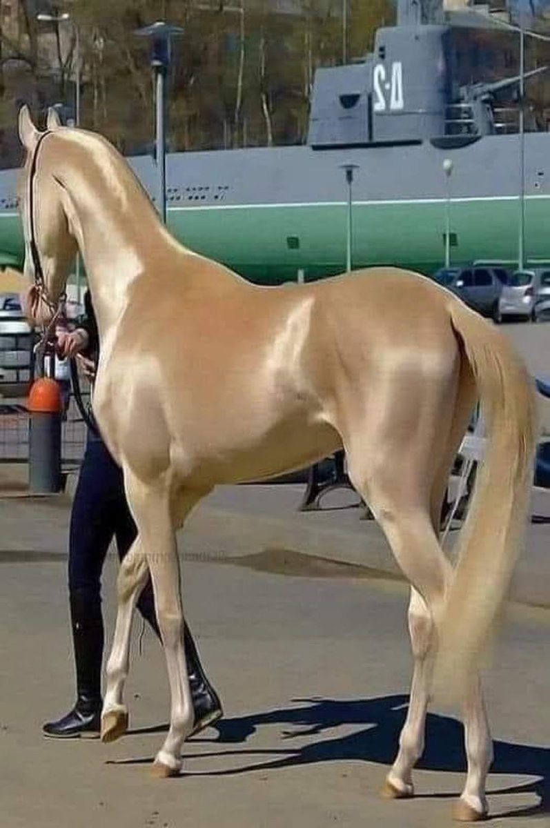 Akhal-Teke horse sheen