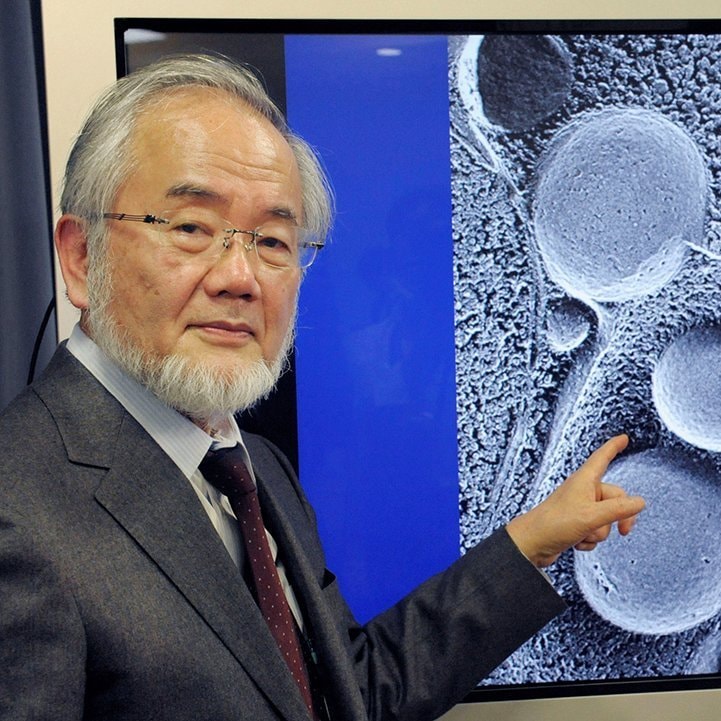 Yoshinori Ohsumi Nobel Prize discovery (photo 2 of 2) Yoshinori Ohsumi Nobel Prize discovery (photo 2 of 2)