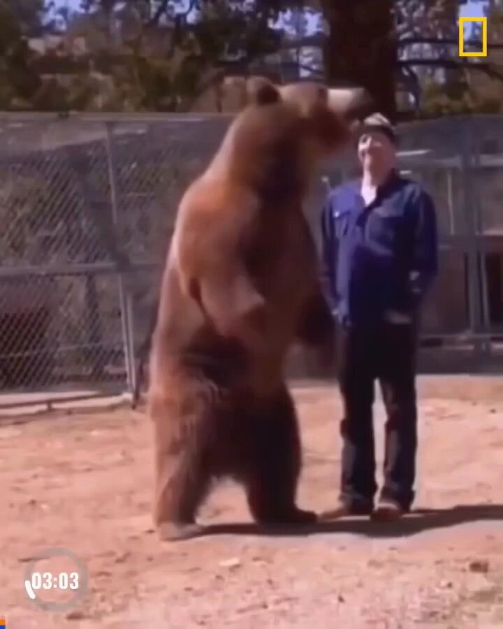 bear standing on hind legs