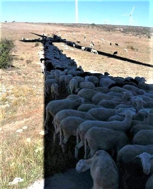 Sheep and wind turbine