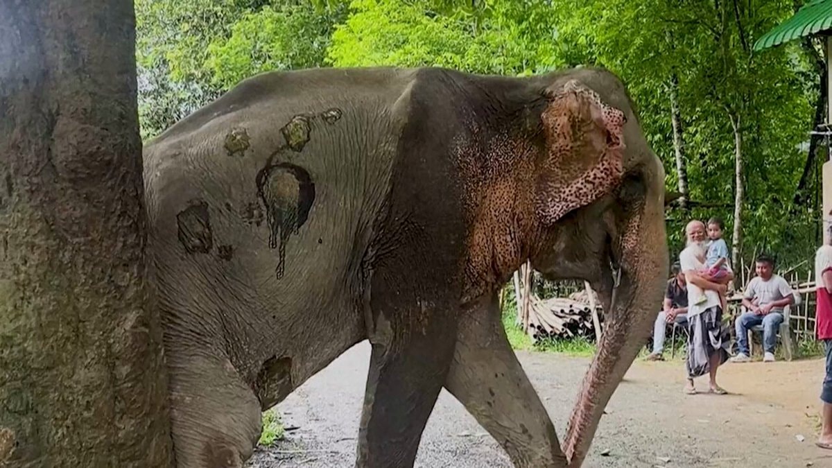 Injured elephant rescued from floods