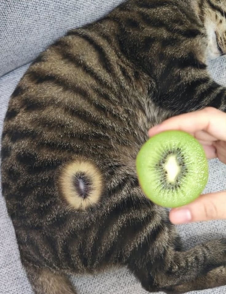 tabby cat and kiwi