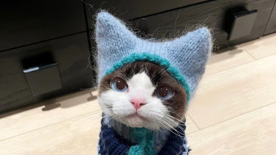 cat in red hat and scarf (photo 3 of 4)