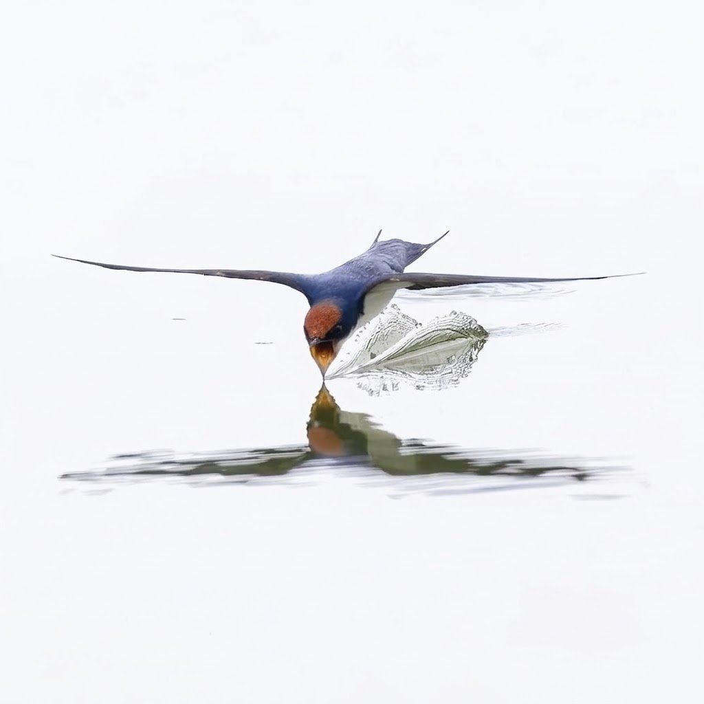 Wire-tailed Swallow in flight