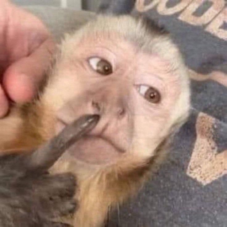 capuchin monkey