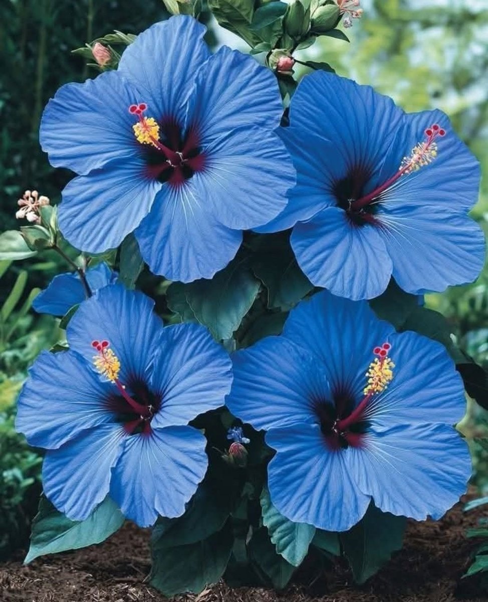 Blue Hibiscus Hawaii