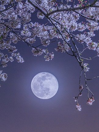cherry blossoms close up (photo 2 of 2)